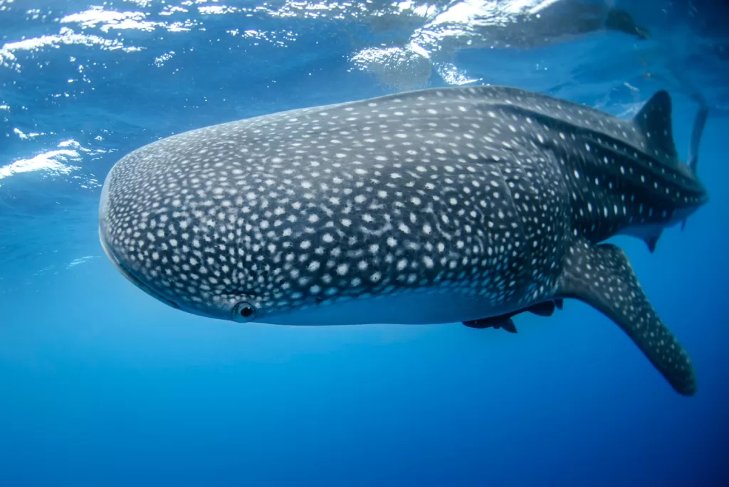 gray whale shark la paz underwater