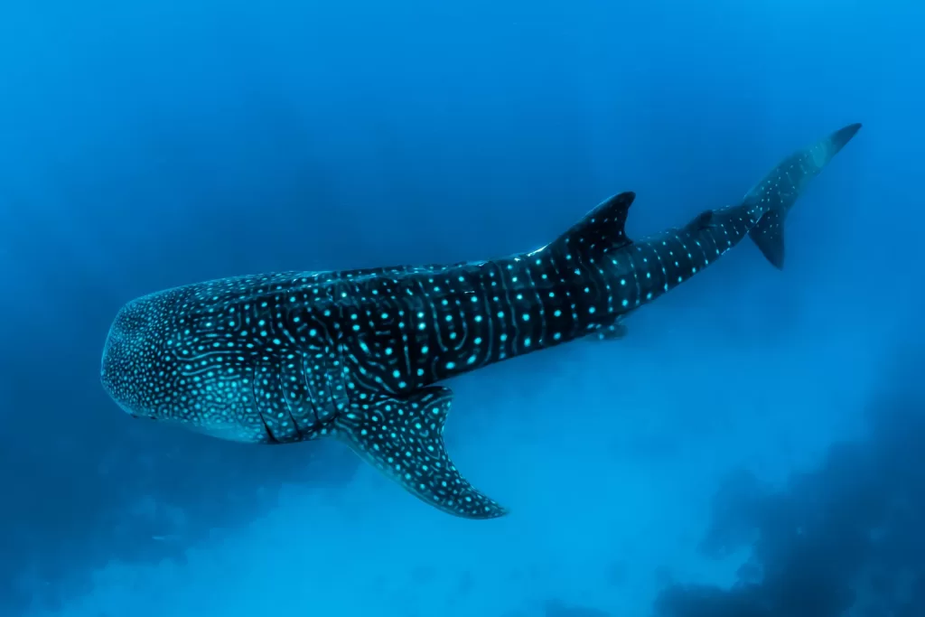 underwater photography of Whale Shark La Paz