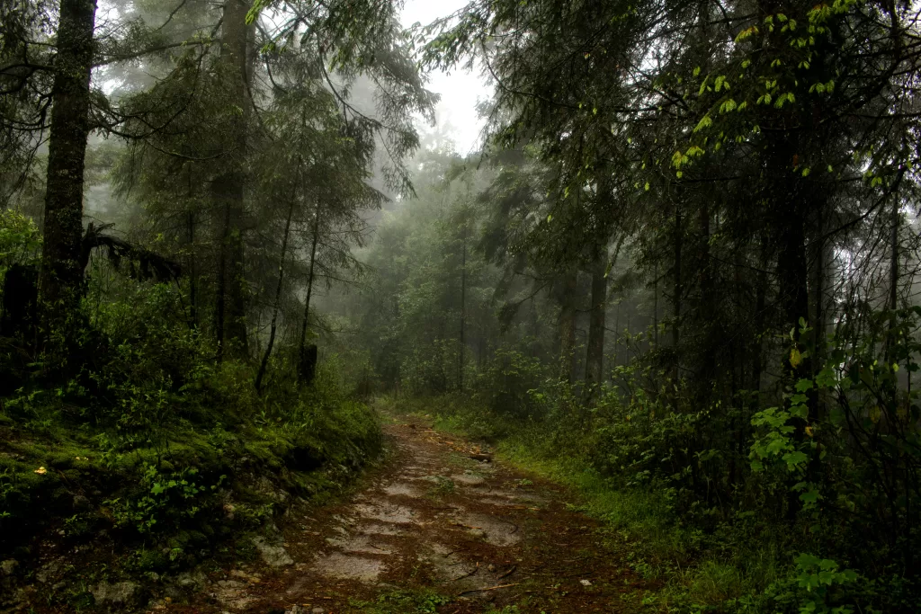 Sierra del Tigre peak forest with green lush trees