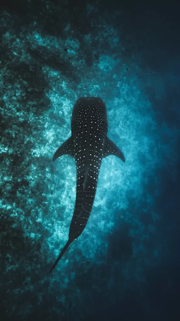 Whale Shark festival in mexico