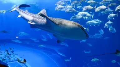 grey whale shark la paz underwater