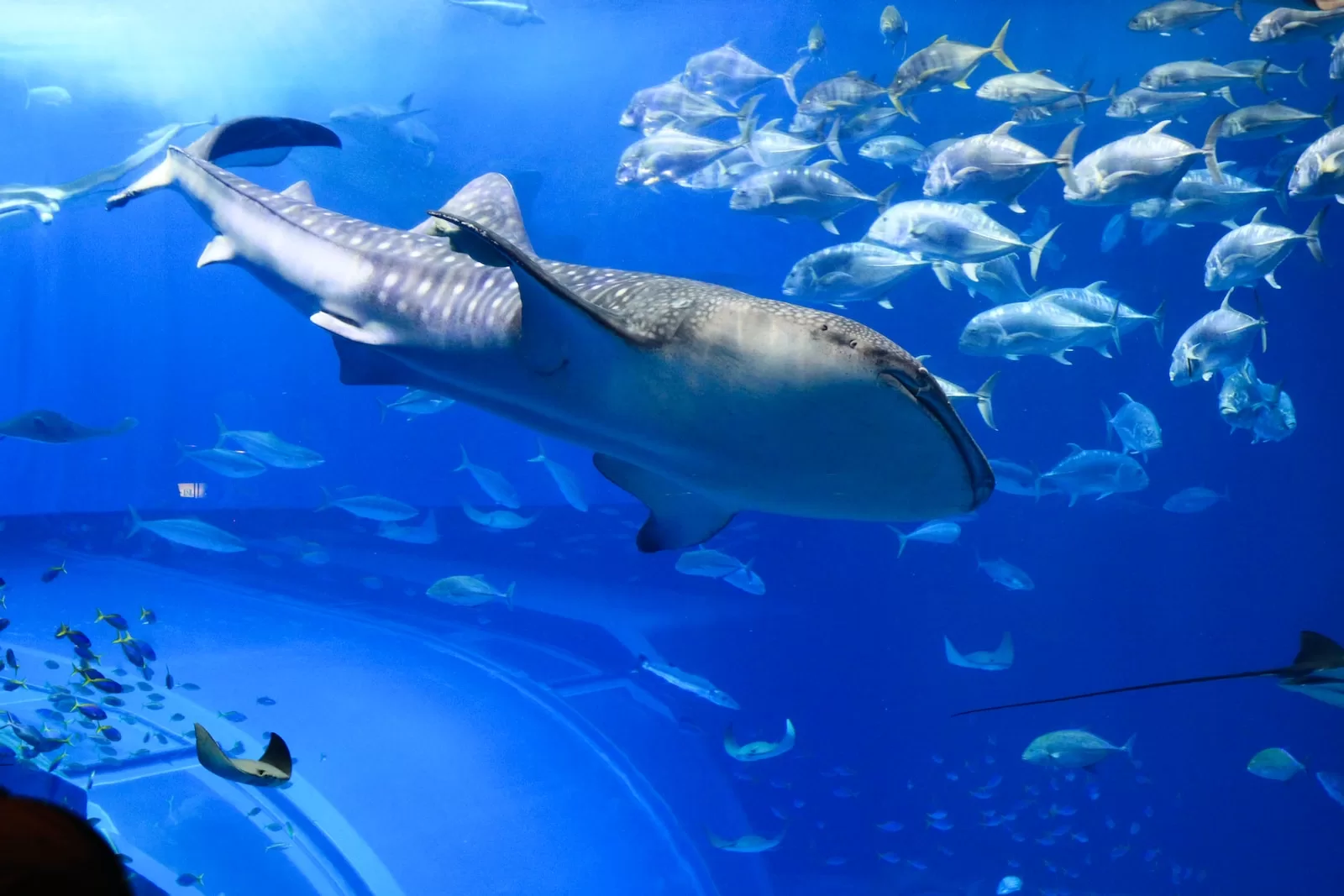 grey whale shark la paz underwater