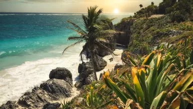 green palm tree near body of water during daytime Riviera Maya