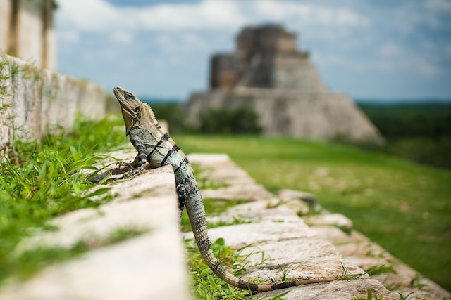 Uxmal mayan ruins mexico