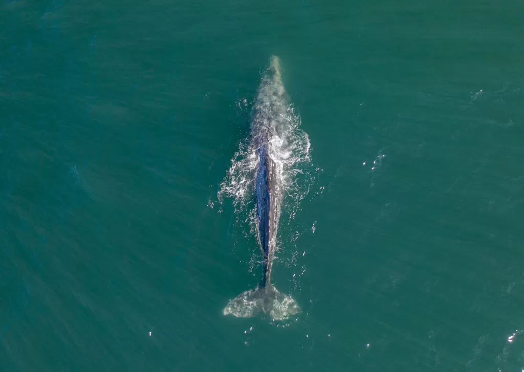 gray fish in Ensenada