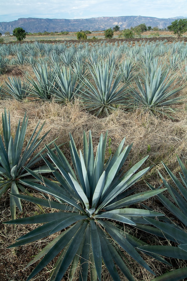 Tequila Aloe Plant