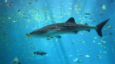 Whale Shark in Cabo Ocean