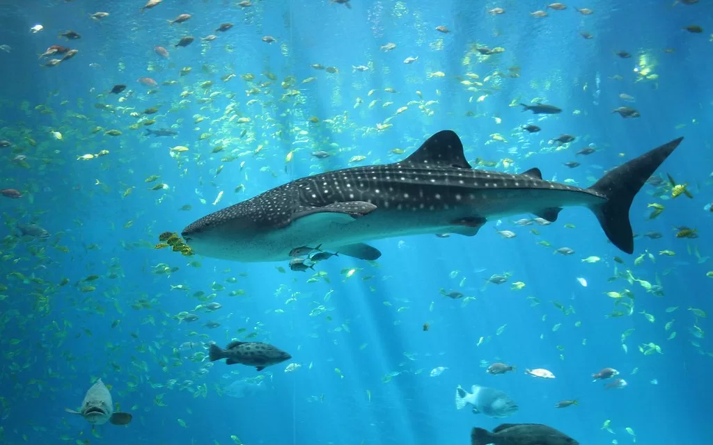 Whale Shark in Cabo Ocean