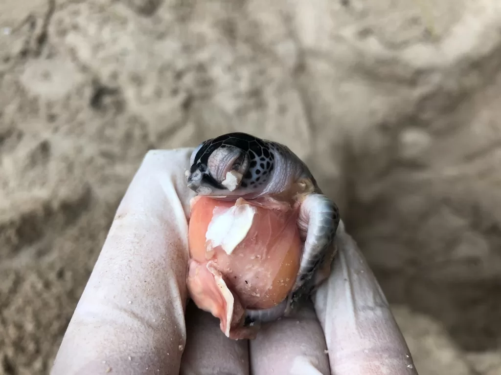 gray and brown animal on human hand -Playa Xcacel – A Turtle Sanctuary