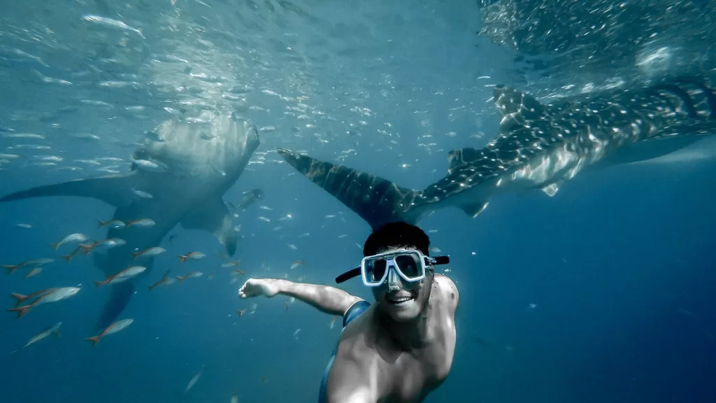 man swimming with whale sharks cancun