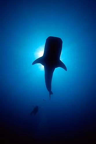 whale shark cancun at the surface of ocean