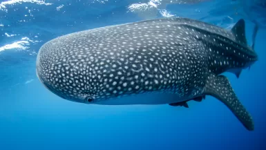 gray whale shark in cancun underwater