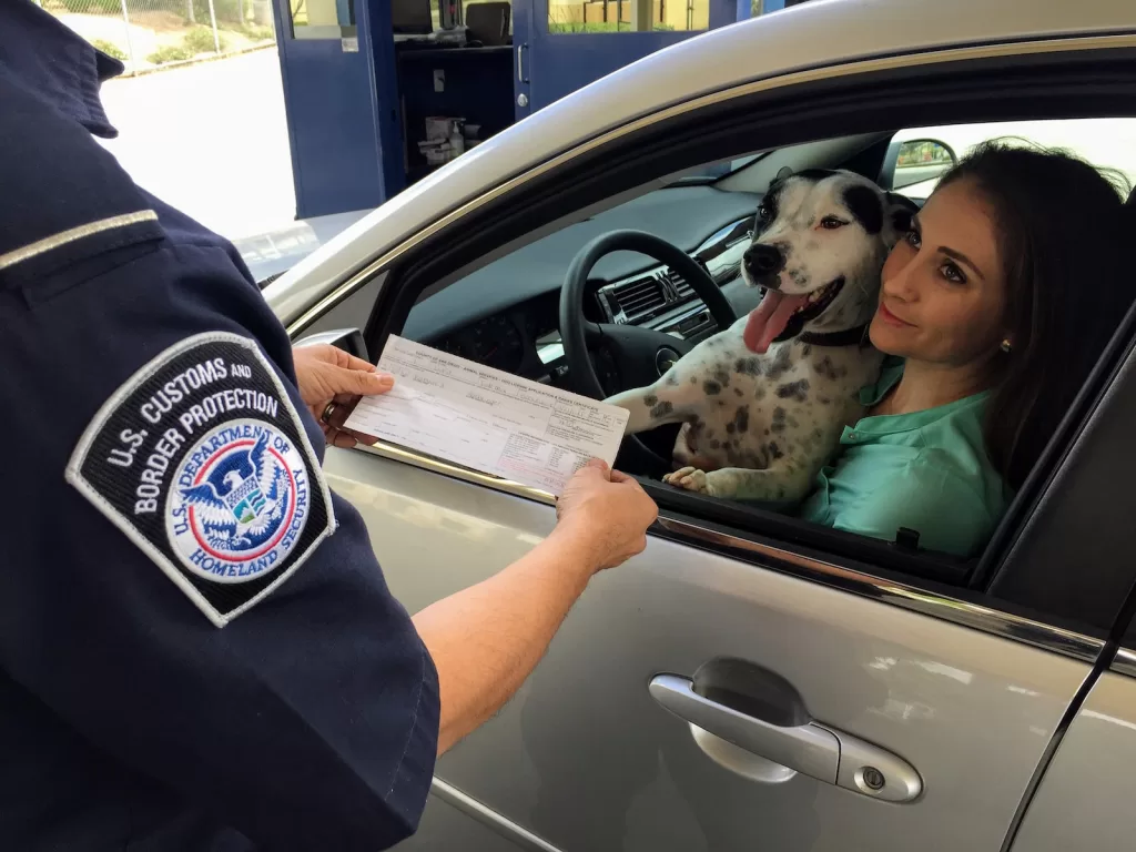 woman in green shirt holding white and black short coated dog Do You Need a Passport to go to Cancun