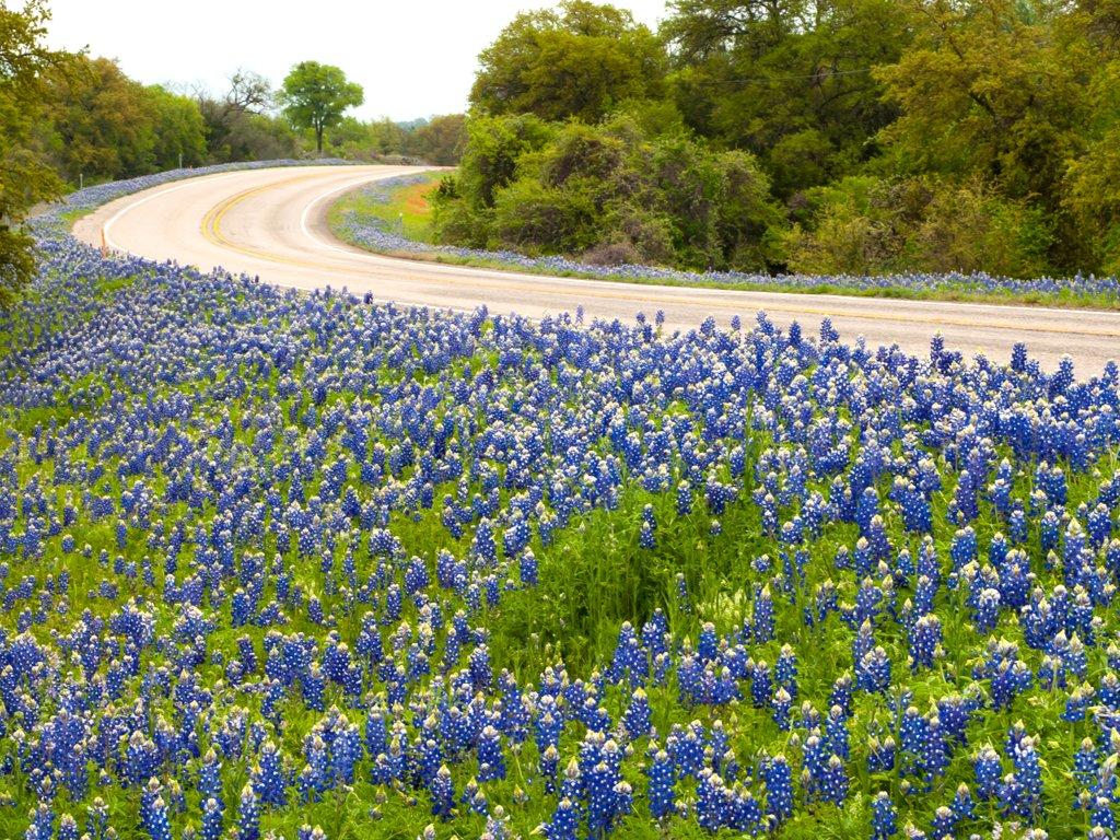 bluebonnets in texas
