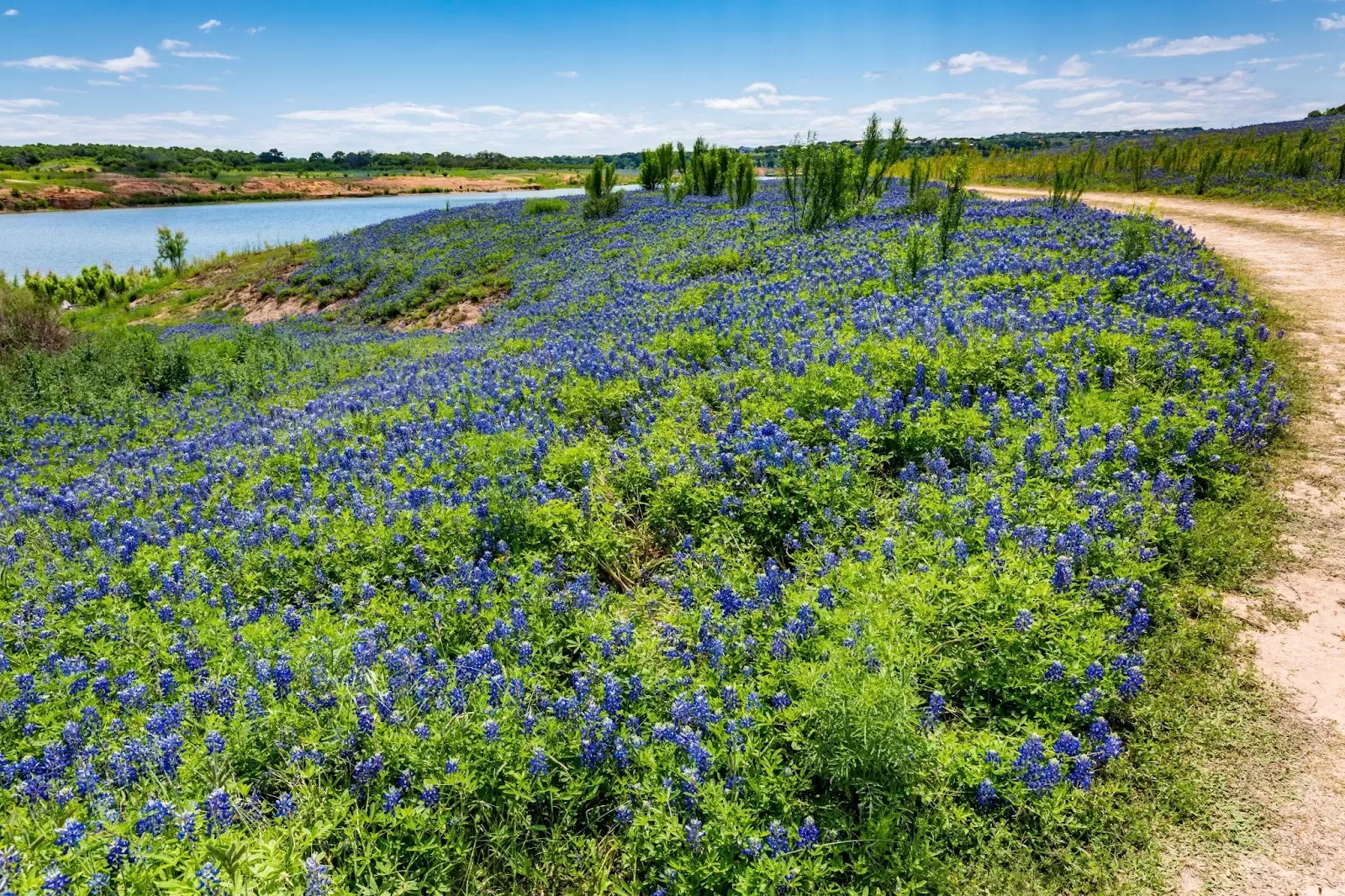 bluebonnets in texas field