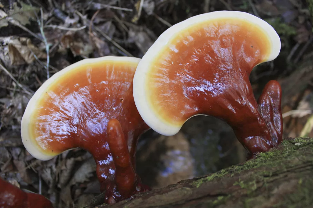 Reishi Mushroom for anxiety and depression