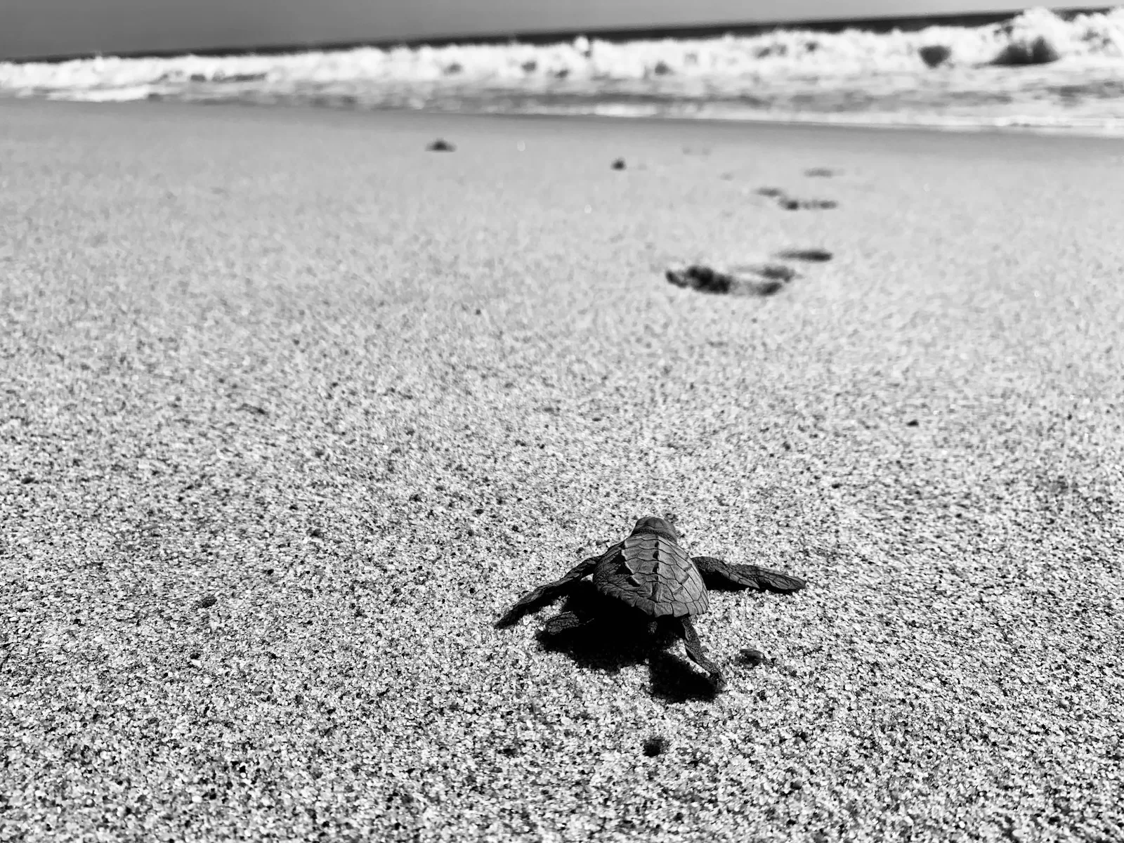 gray turtle in Mazunte mexico