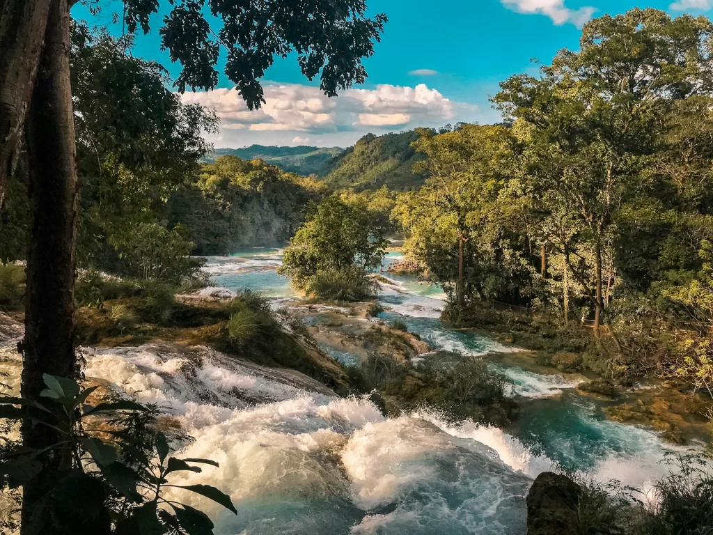 green trees beside river under blue sky during daytime in Chiapas Mexico