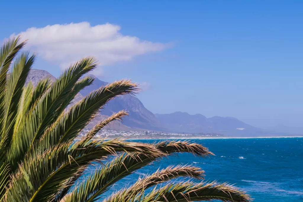 green palm tree near body of water during daytime in Hermanus, South Africa and Best Places to Travel in September