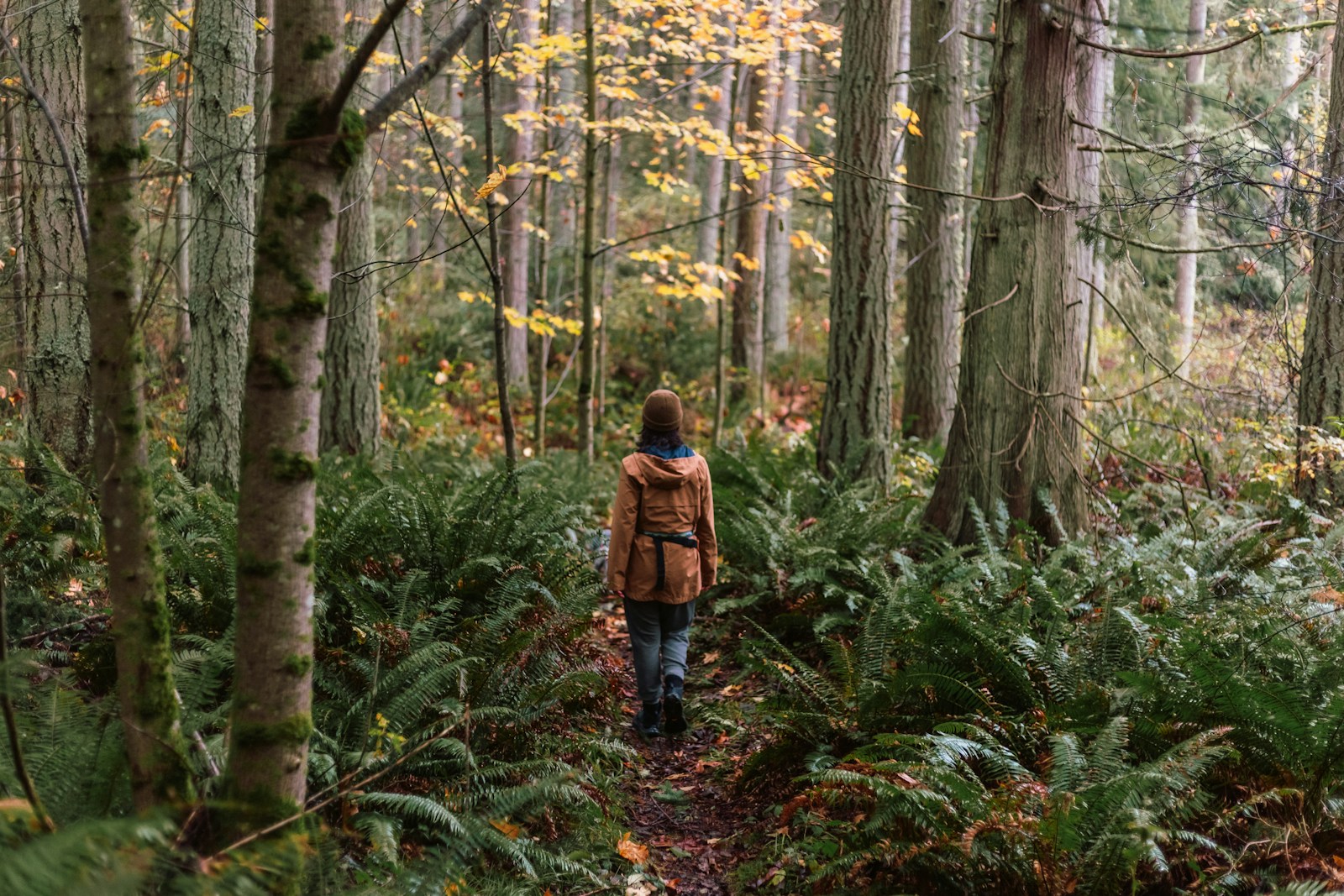 A person walking through a forest with lots of trees Sustainable Travel