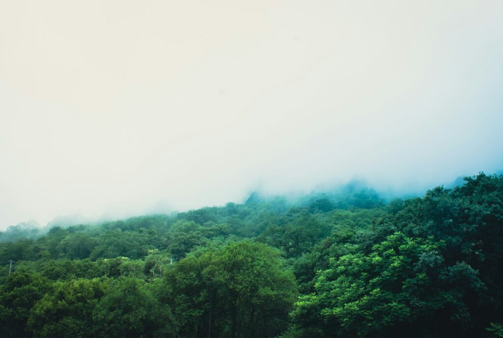 green trees under white sky during daytime Parque Ecológico Chipinque