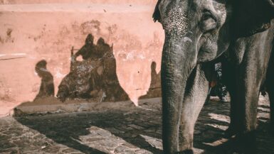 gray elephant standing beside brown wall Wildlife Tourism