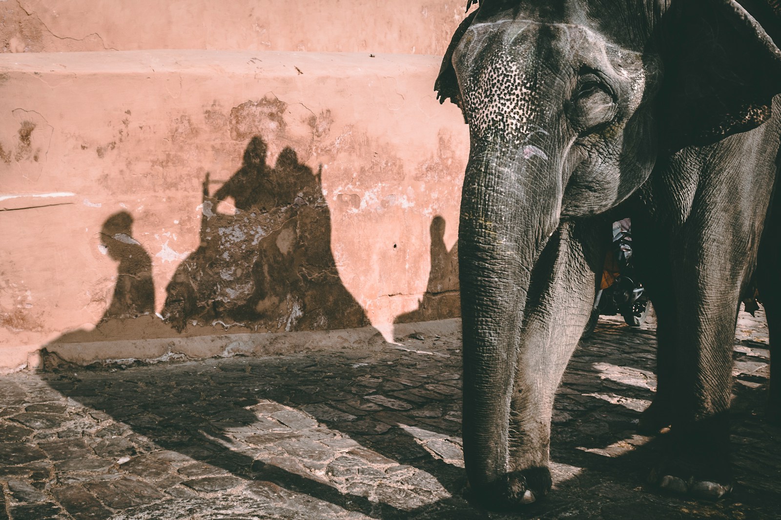 gray elephant standing beside brown wall Wildlife Tourism