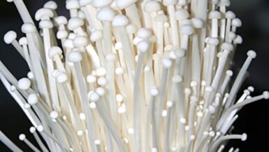 enoki mushroom