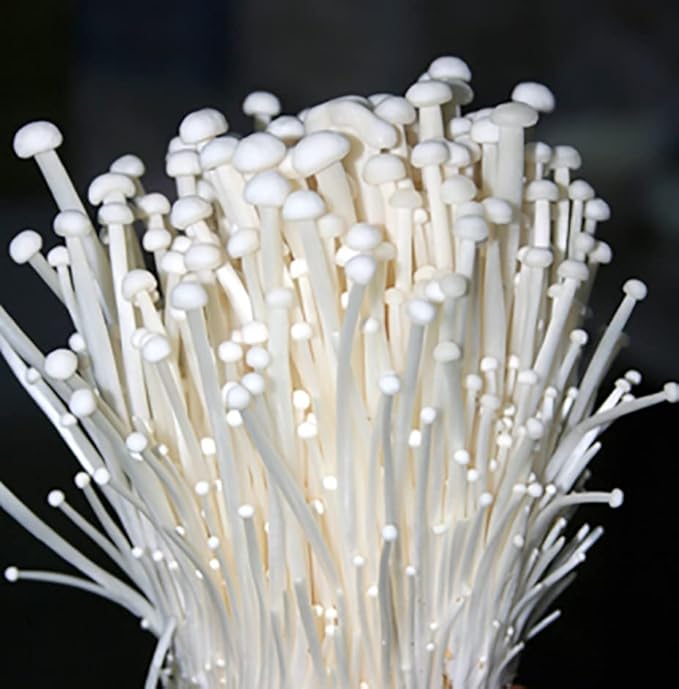 enoki mushroom