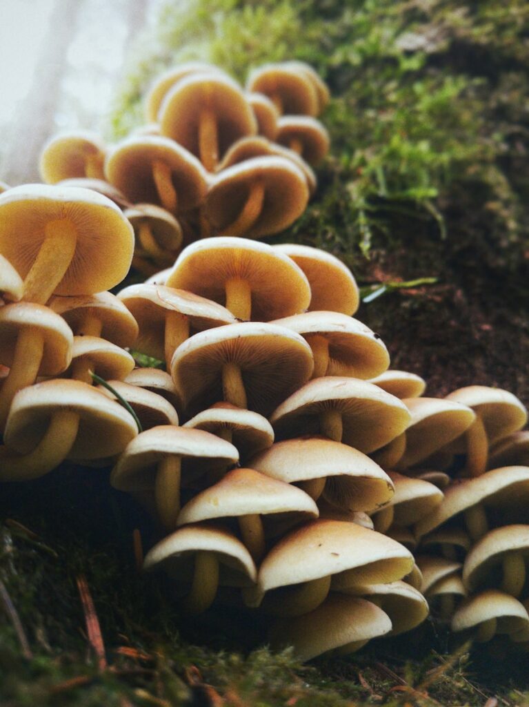 brown mushrooms on ground during daytime Mushroom tree