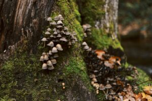 gray mushrooms at daytime growing mushroom on trees