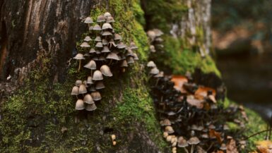 gray mushrooms at daytime growing mushroom on trees