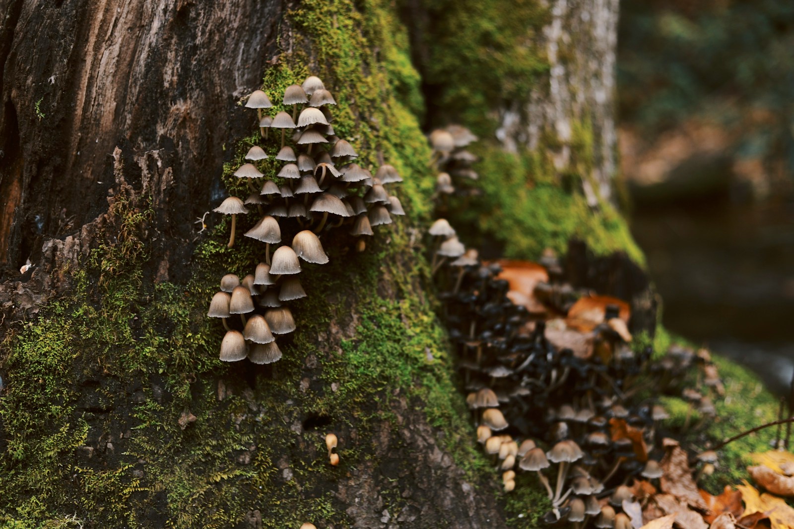 gray mushrooms at daytime growing mushroom on trees