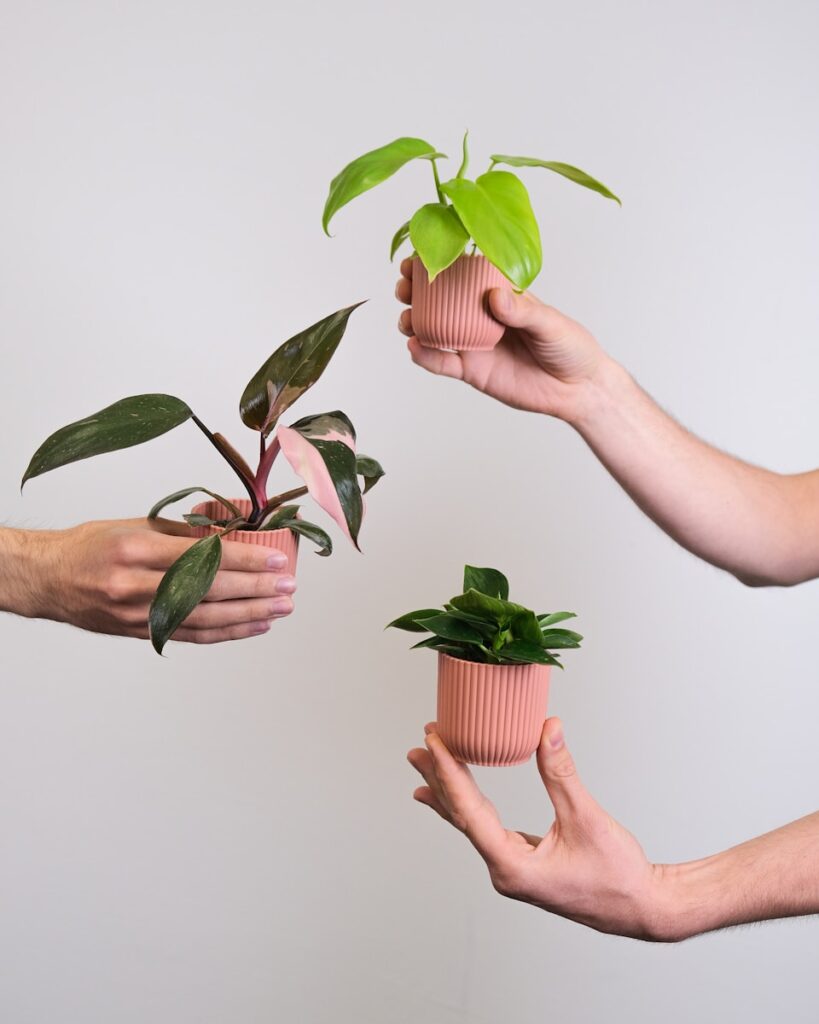 hands holding a small plant Philodendron Cordatum