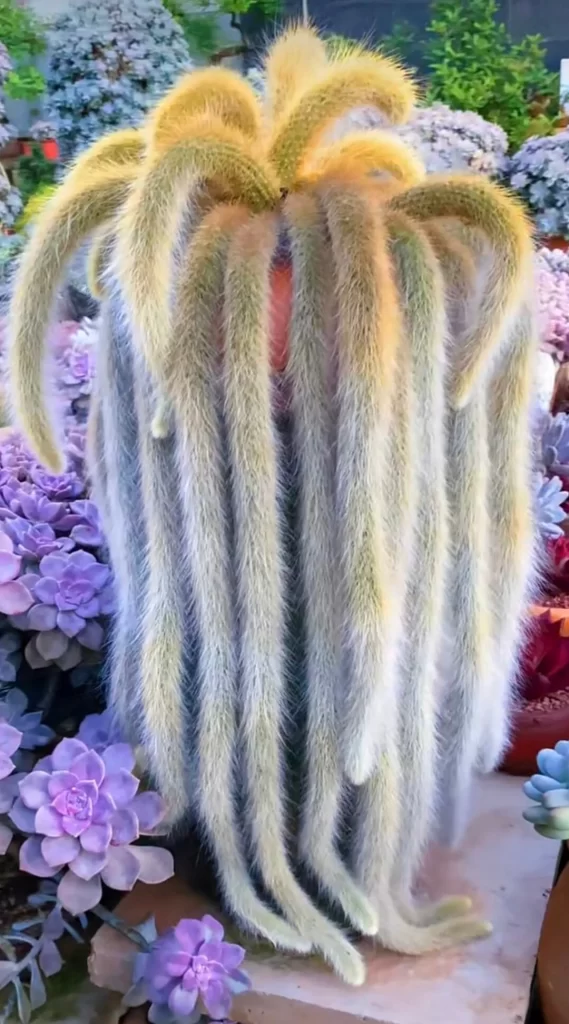 Monkey Tail Cactus