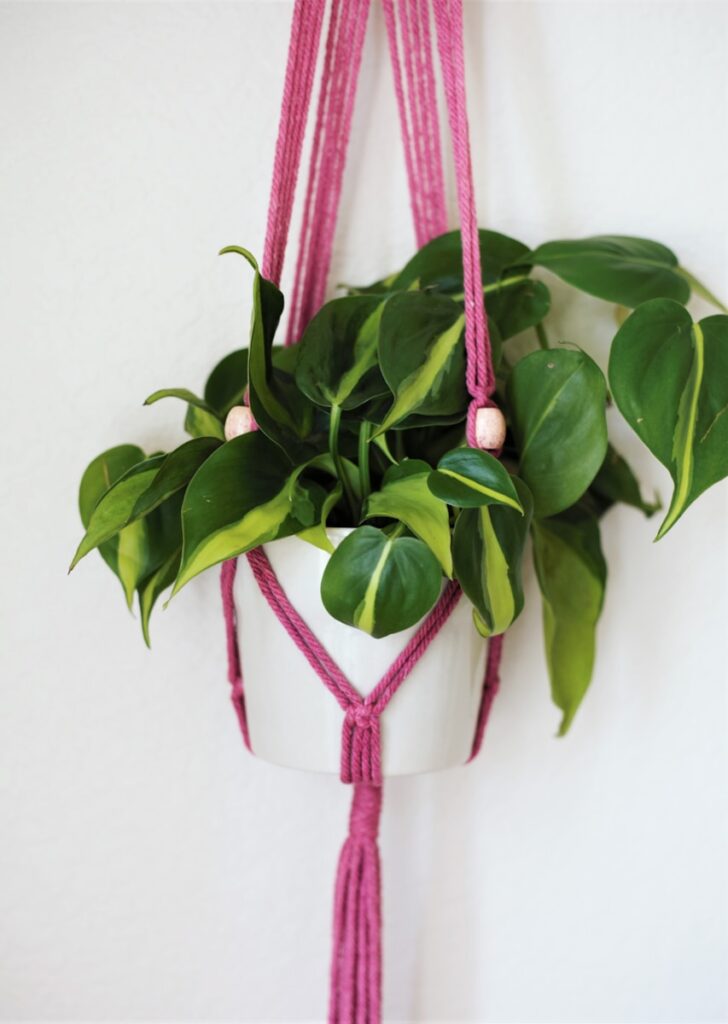 a potted plant hanging on a wall Philodendron Brasil