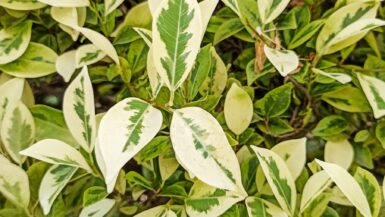 green and white leaves plant Ficus Triangularis