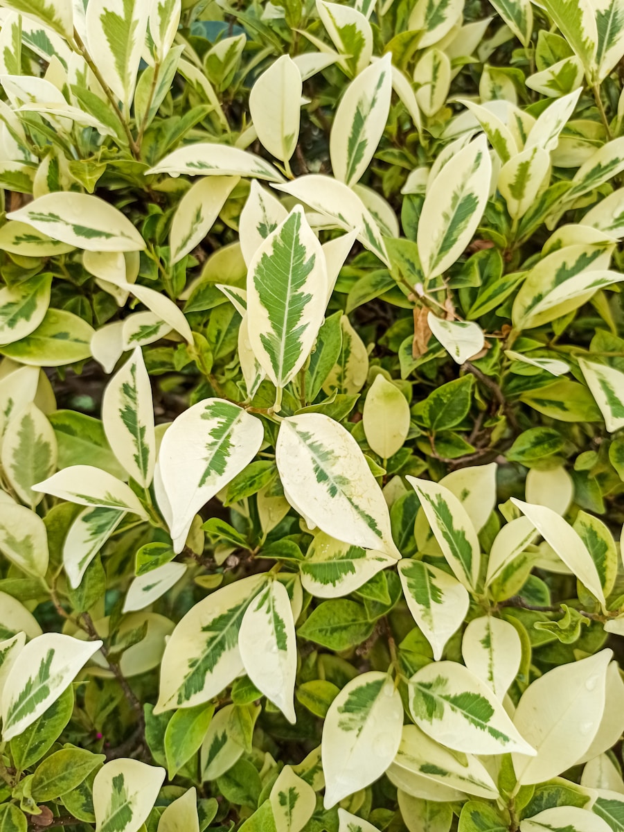 green and white leaves plant Ficus Triangularis