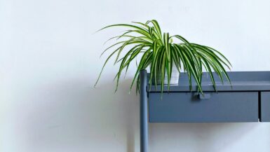 green leaf plant in pot spider plant