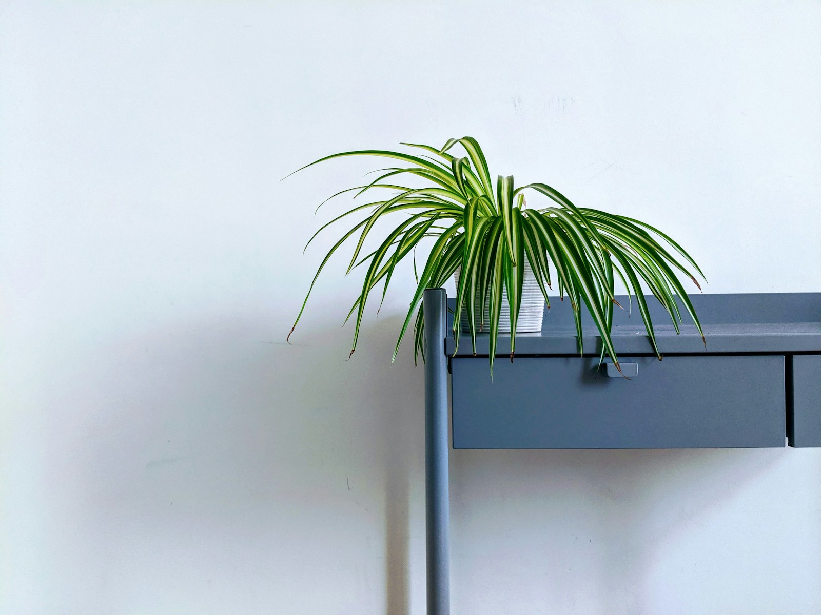 green leaf plant in pot spider plant