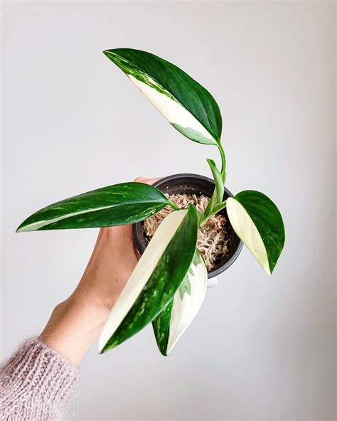 Philodendron Splendid climbing a moss pole in a stylish indoor setting.