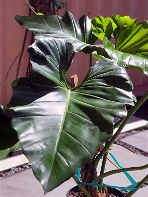 Philodendron Giganteum growing in bright, indirect light.