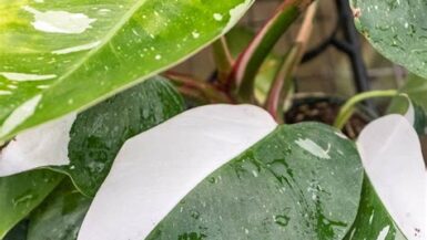 White Princess Philodendron