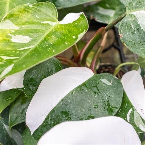 White Princess Philodendron