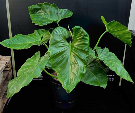 Philodendron Giganteum showcasing its large, heart-shaped leaves.