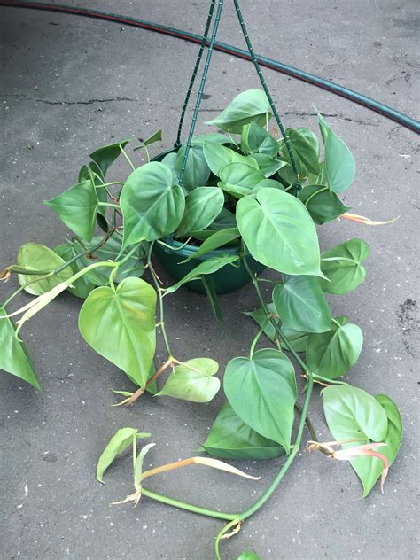 Philodendron Cordatum with its signature heart-shaped leaves.