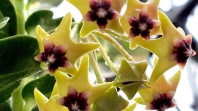 How to Care for Hoya Cumingiana: A Beginner’s Guide