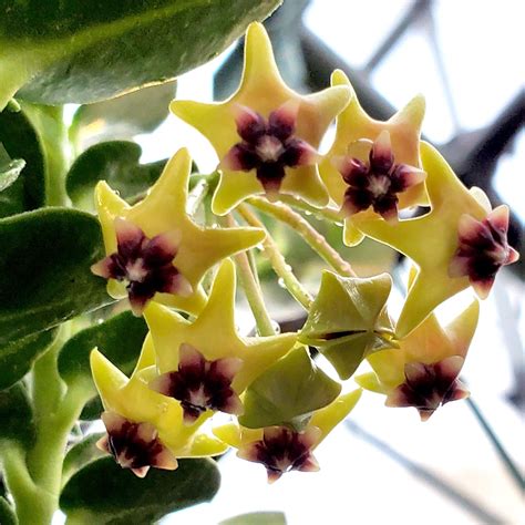 How to Care for Hoya Cumingiana: A Beginner’s Guide