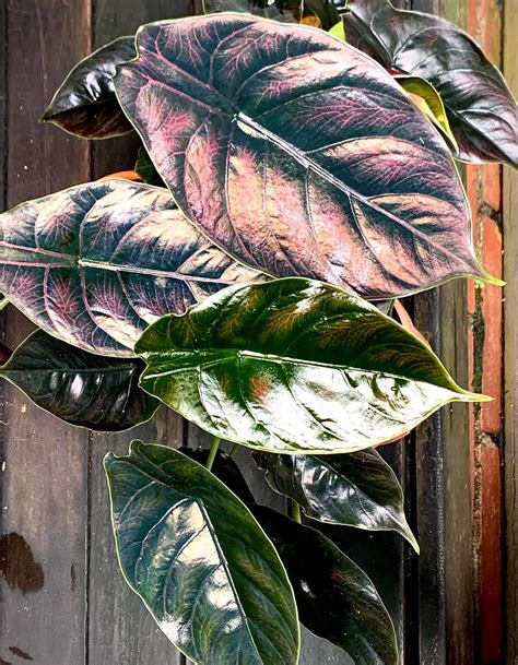 Alocasia Azlanii showing its unique, glossy leaves with pink veins.