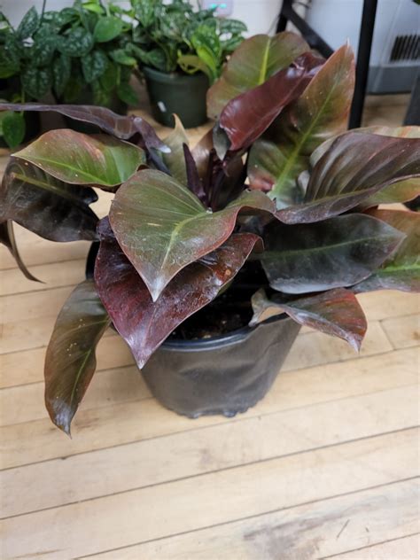 Philodendron Black Cardinal thriving in bright, indirect light.